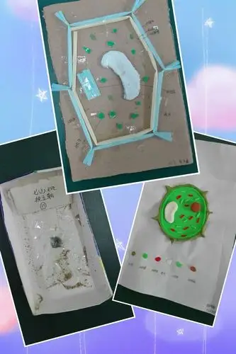 二十中学生物第二课堂——细胞模型制作