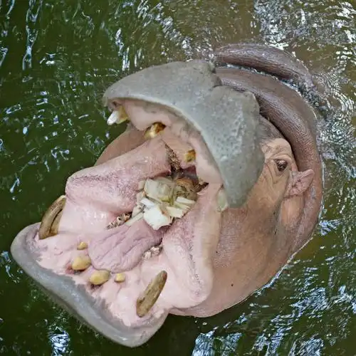 河马张开嘴等待食物的特写镜头