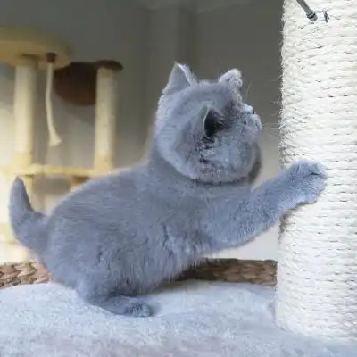 可爱蓝猫头像_微信头像_我要个性网