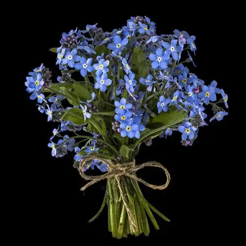 勿忘我(勿忘我鲜花图片)