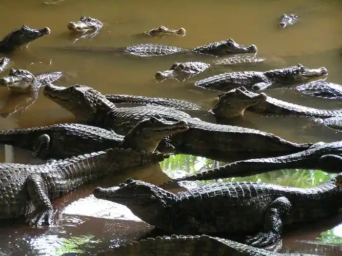 《南美短吻鳄》