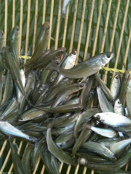 广东鱼苗批发市场鱼苗报价 鲮鱼苗批发 麦鲮鱼苗大量供应