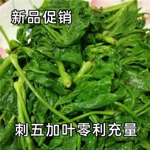 刺五加新鲜山野菜刺五加叶 东北特产冷冻保鲜刺拐棒非刺嫩芽