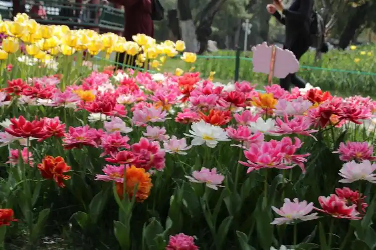 中山公园郁金香花展