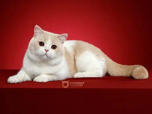 英国短毛猫