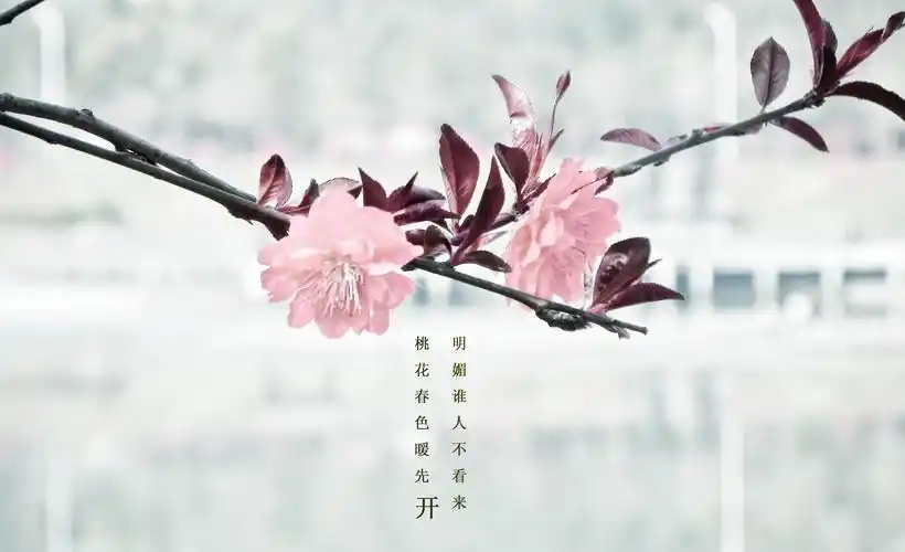 一花一世界1600x900分辨率查看