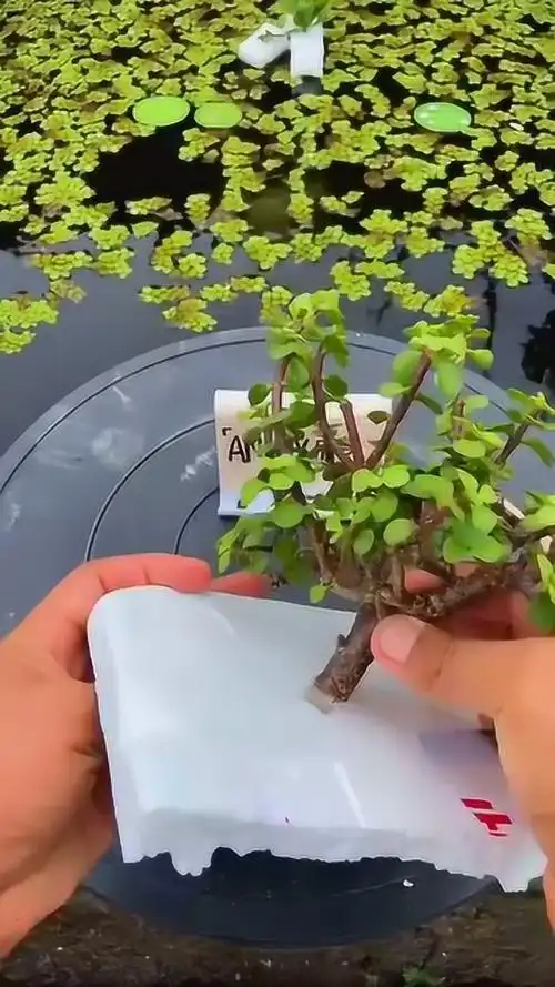 金枝玉叶的水培扦插多肉