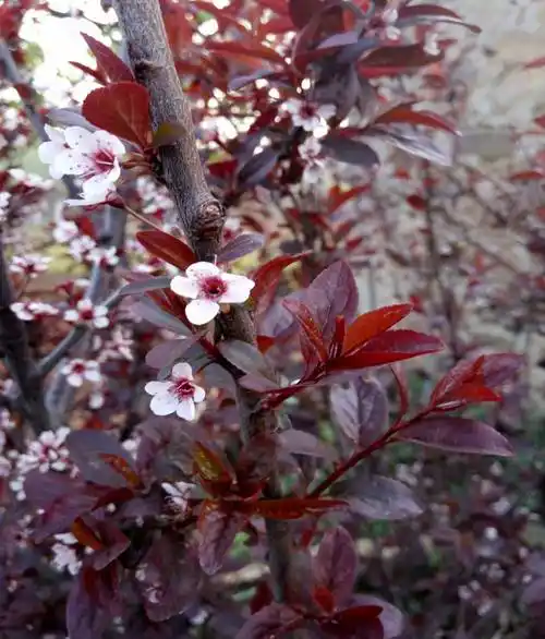 紫叶碧桃苗抗寒性能好南北种植树苗基地白花碧桃苗北方表现好