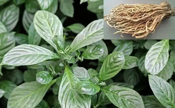 板蓝根的历史可以追溯到东汉时期