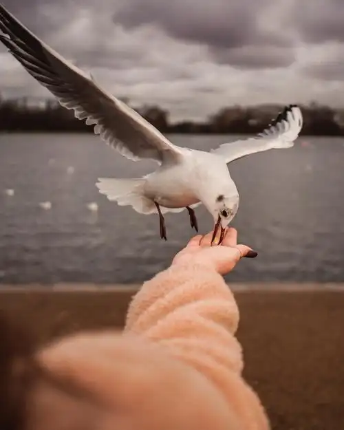 悠然自得的海鸥图片第5张