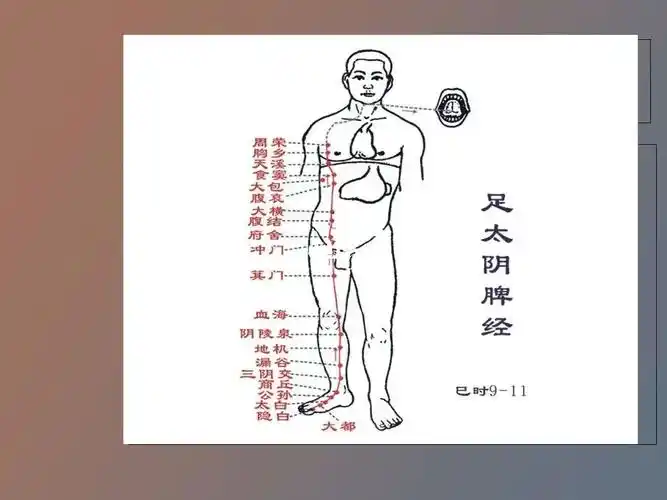 足太阴脾经