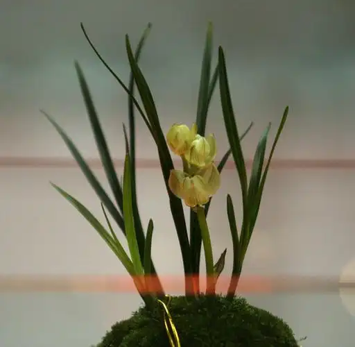 图文重庆展出价值1500万元兰花