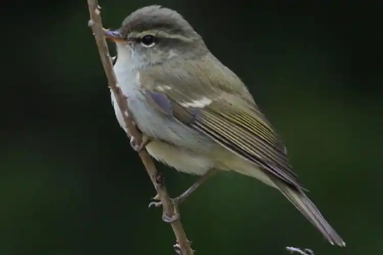 其它 常见鸟类图片名称-1 写美篇图片是 长尾山椒鸟