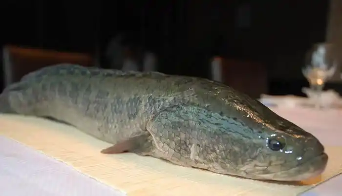 这是一张两种养殖乌鳢技术方法的配图