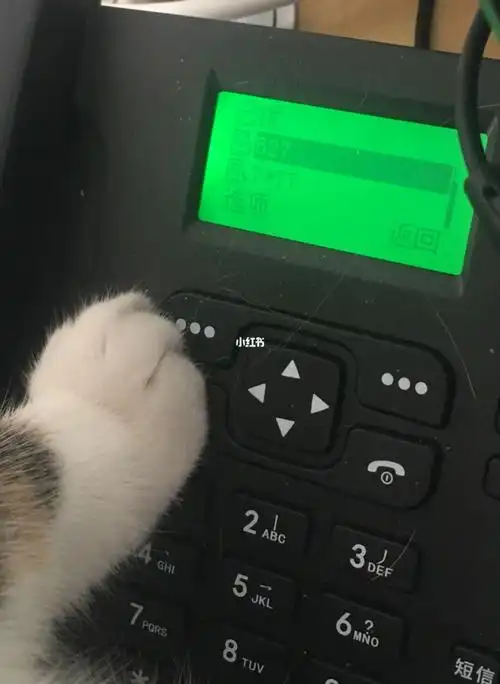 摇人眼疾手快拍到了号码#猫咪  #我家宠物好可爱  #可爱  #宠物表情包