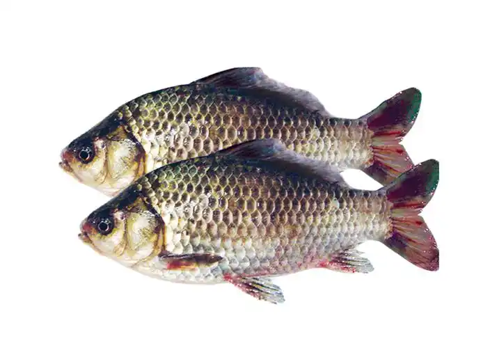 水产中常见淡水鱼的种类