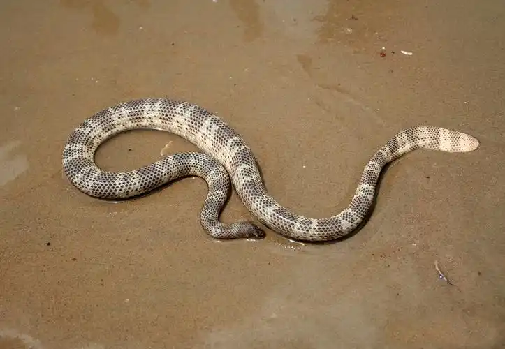 经常活动于海中的洞穴和岩缝中,夜晚是棘眦海蛇最为活跃的时期.