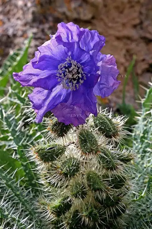 多刺绿绒蒿14 artemisia spinosa