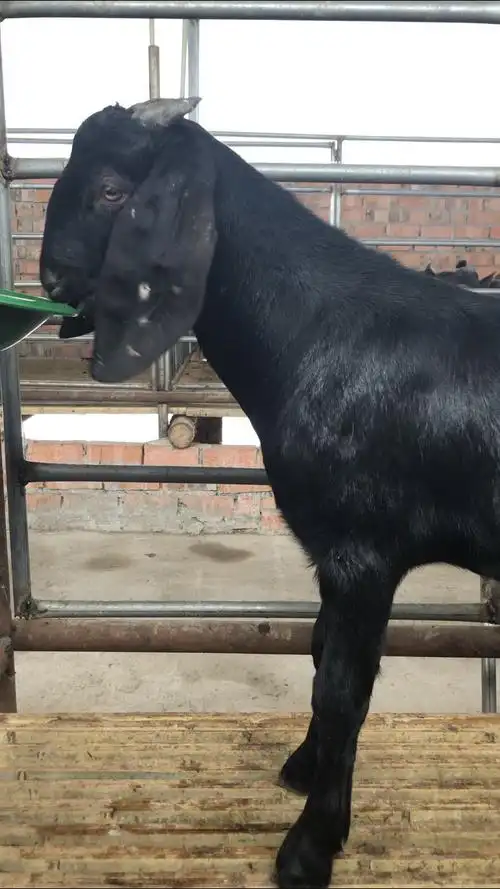 正宗简阳耳羊,努比亚黑山羊