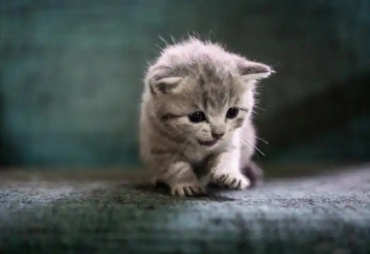 谁能拒绝一只小奶猫呢