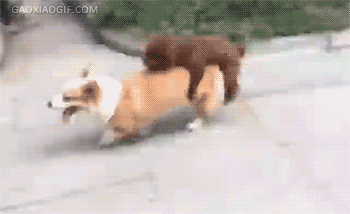 采集    喜欢          查看来源 gaoxiaogif.com