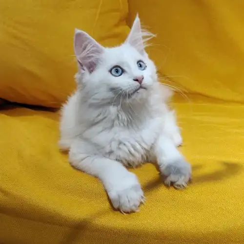双蓝眼纯白缅因猫妹妹