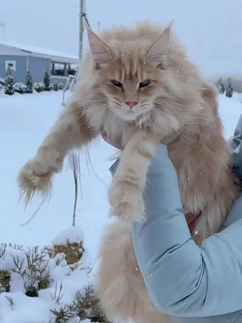 俄罗斯超大体凯米尔缅因猫