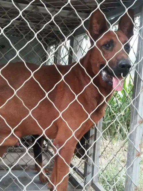 南山青年红狼犬那里有卖