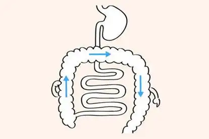 肠道蠕动方向图片