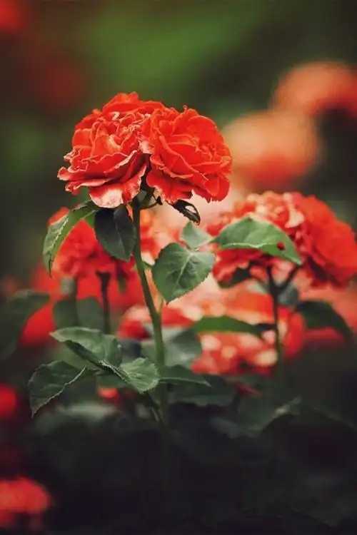 离别唯美伤感意境大图唯美小清新的植物花卉7