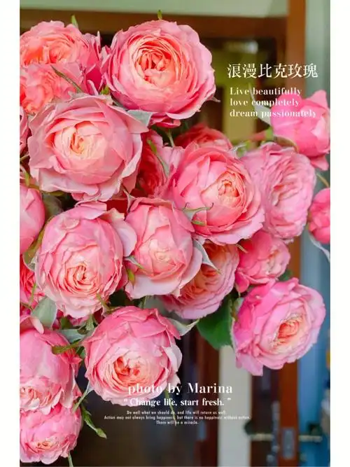 浪漫比克玫瑰