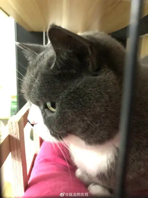 小猫也会不知所措##喵三妹可爱小猫咪