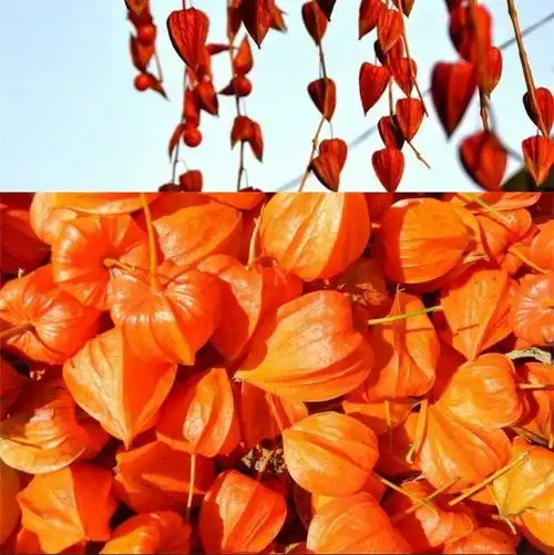 伟博东北长白山红姑娘鲜果中药材皮灯笼果锦灯笼红菇娘挂金灯500g