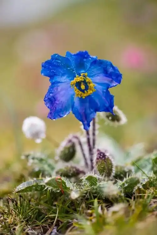 绿绒蒿,有的花听名字就爱上了