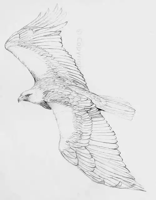 这老鹰画的也太帅了跟着学画了