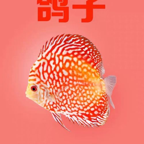 七彩神仙鱼20多个品种淡水鱼热带鱼观赏鱼售后指导包活到家 8-10厘米