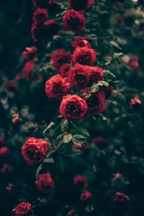 壁纸 红玫瑰,水滴,黑暗 5120x2880 uhd 5k 高清壁纸, 图片, 照片