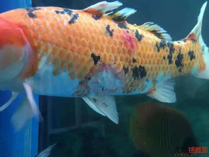 鱼儿生病了,求救