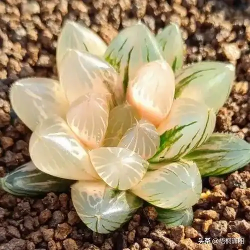 十大最贵多肉排行榜(比较名贵的多肉植物有哪几款)-图3