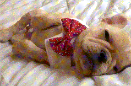 小狗黄色蝴蝶结睡觉gif动图_动态图_表情包下载_soogif