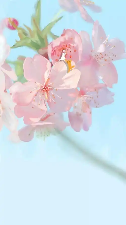 花朵壁纸-堆糖,美好生活研究所