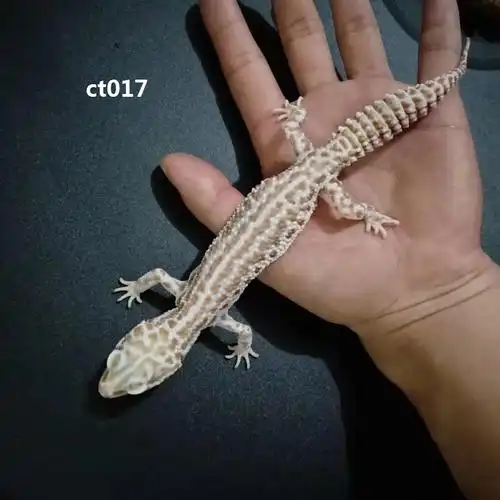 豹纹守宫成体,编号ct017 超级雪花,母