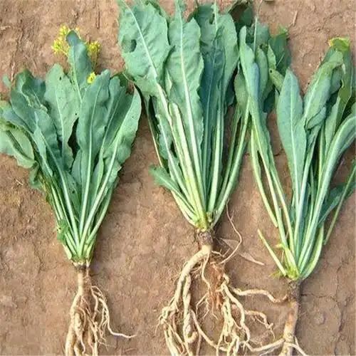 免费赠送甜玉米种批发板蓝根种子价格大青叶种子发芽率好回收药材