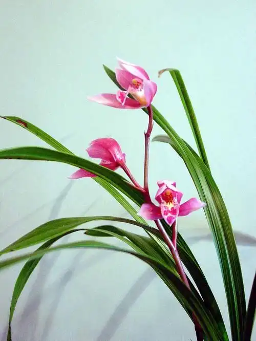 2000万的天价兰花