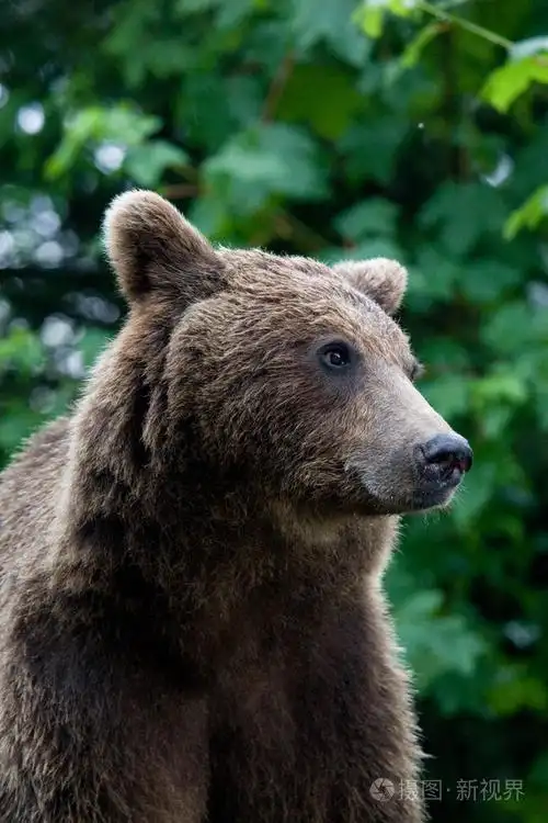 在森林里的野熊照片-正版商用图片1brx32-摄图新视界
