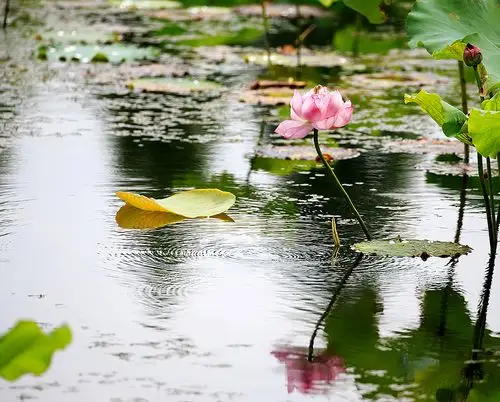 出淤泥而不染 濯清涟而不妖(荷花2)