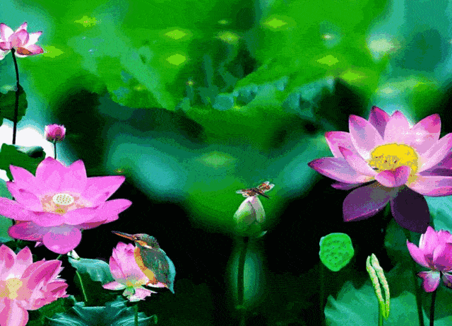 【音画欣赏】荷花赋,一万年难得一见,太美了!