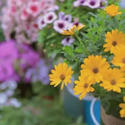 文艺青年喜欢的静物唯美意境图片头像 微信朋友圈最热背景图头像_风景