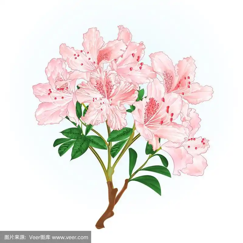 浅粉色杜鹃花枝山地灌木复古矢量插图可编辑