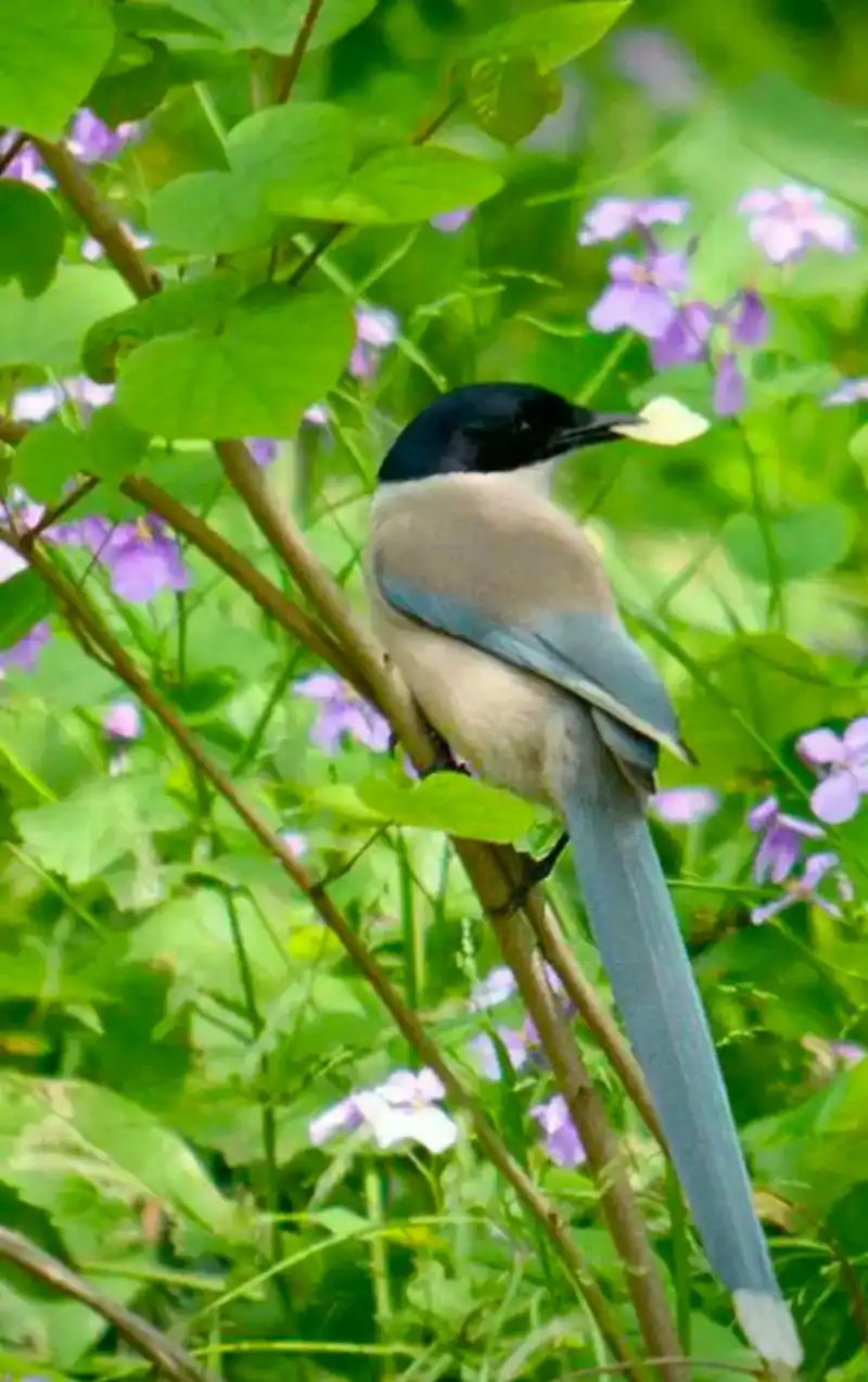 鸟语花香人间仙境 抓拍精彩瞬间,感受大自然的气息和鸟儿的美丽 - 抖